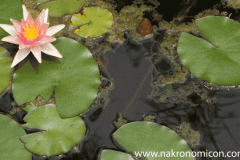 Lily in a pond