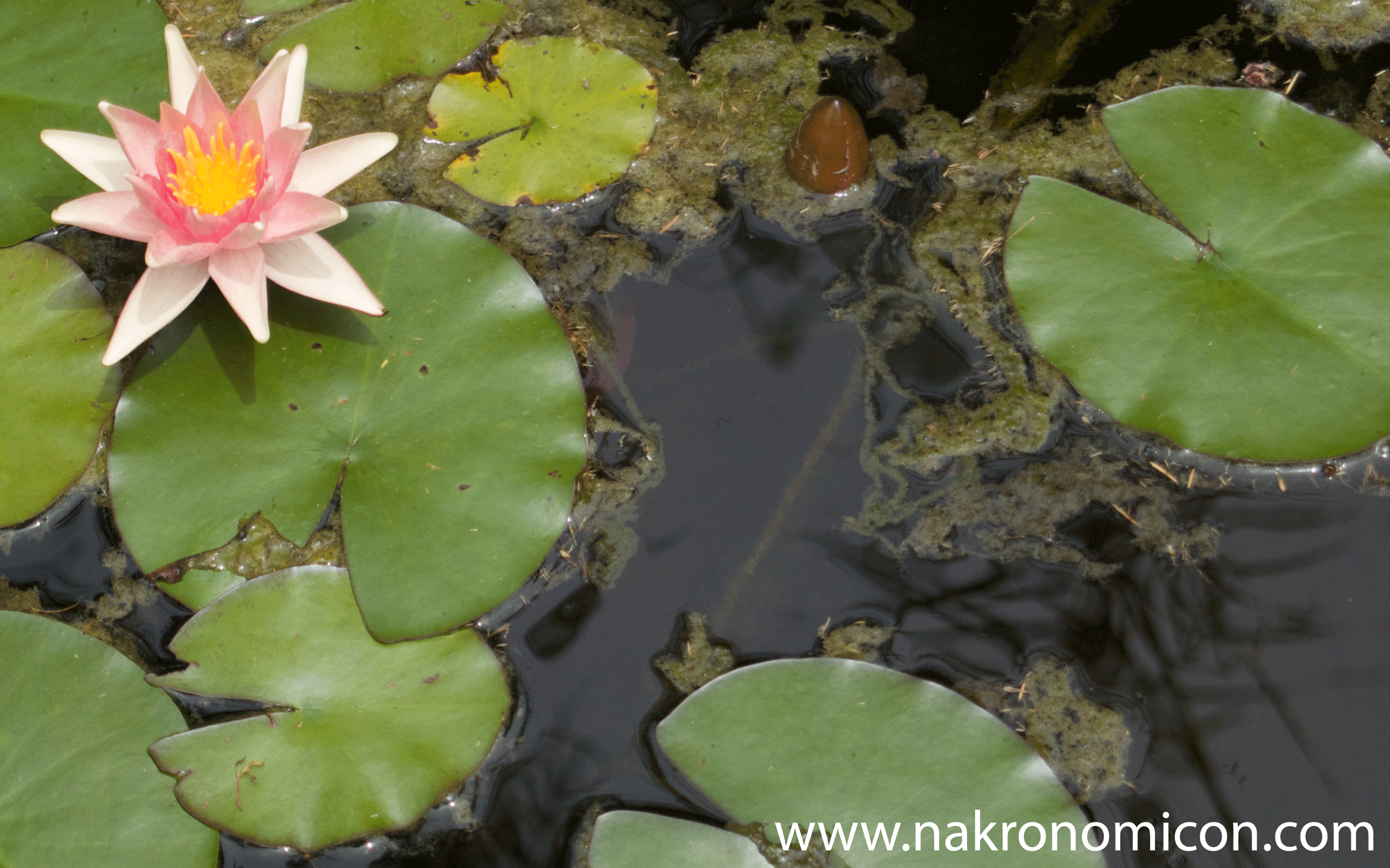 Lily in a pond